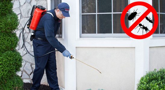 Bolu Kemirgen İlaçlama böcek ilaçlama ve haşere kontrolü — ilaclama-tr.com